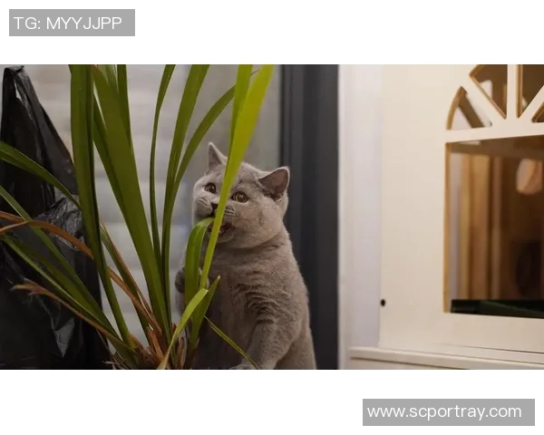 蓝猫去比赛-蓝猫赛场风云-蓝猫去比赛